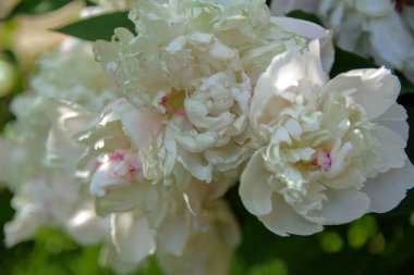 Beyaz gül yakın çekim yeşil yaprakları bir arka plan ve arka plan bulanık karşı. Alan sığ derinliği kavramı. Ekran koruyucu, duvar kağıdı yaratıcı arka kategorisinde.