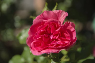 Kırmızı gül yakın çekim yeşil yaprakları bir arka plan ve arka plan bulanık karşı. Alan sığ derinliği kavramı. Ekran koruyucu, duvar kağıdı yaratıcı arka kategorisinde.