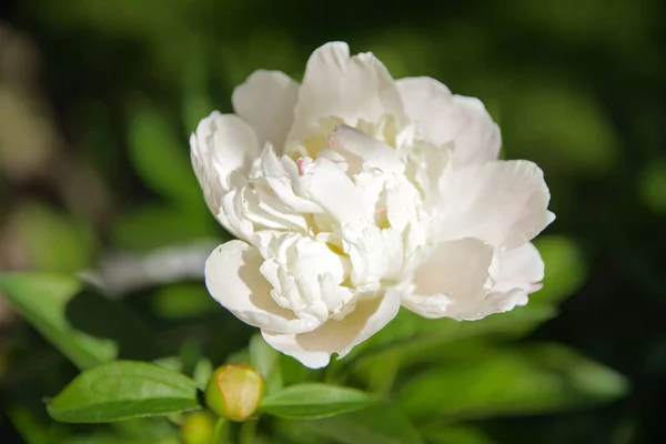 Rosa Blanca Primer Plano Sobre Fondo Hojas Verdes Fondo Borroso — Foto de Stock