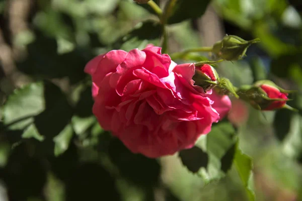 Rose Rouge Gros Plan Sur Fond Feuilles Vertes Fond Flou — Photo