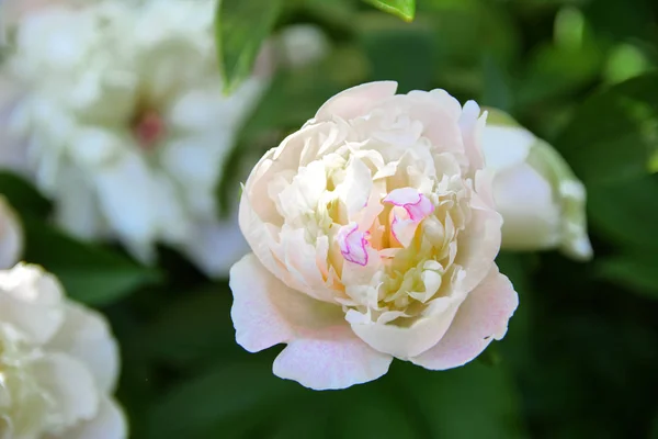 Rosa Blanca Primer Plano Sobre Fondo Hojas Verdes Fondo Borroso — Foto de Stock