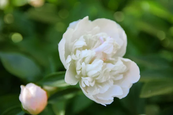 Rosa Blanca Primer Plano Sobre Fondo Hojas Verdes Fondo Borroso — Foto de Stock