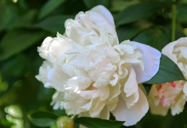 Rosa Blanca Primer Plano Sobre Fondo Hojas Verdes Fondo Borroso — Foto de Stock