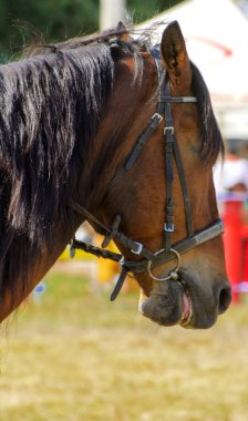 Bir at doğamda var. Bir güzel, kahverengi at koşum atı hareket uzun bir yele ile portresi.