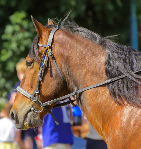 Caballo Está Naturaleza Retrato Hermoso Caballo Marrón Arnés Caballo Con —  Fotos de Stock