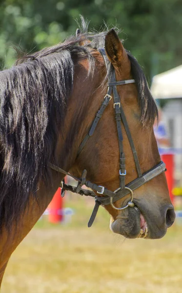 Koń Jest Naturze Portret Piękne Brązowy Koń Zaprzęgu Koni Długa — Zdjęcie stockowe