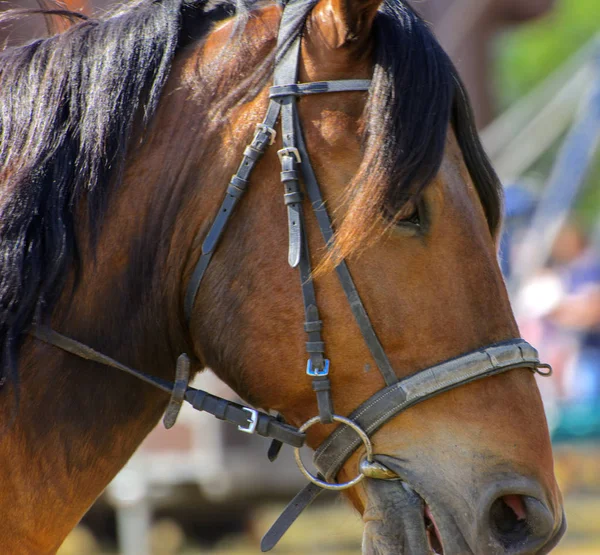 Seekor Kuda Ada Alam Potret Indah Coklat Kuda Dalam Harness — Stok Foto