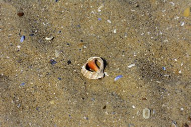 Güzel güzel kadın bacaklar parlak kırmızı pedikür ile arka plan üzerine güneş ışığı altında bir deniz plaj kum üzerinde deniz kabuğu şeklinde