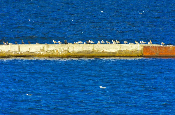 Large Group Sea Gulls Sits Concrete Breakwater Blue Sea — Stock Photo, Image
