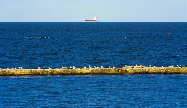 一大群海鸥坐在蓝色海水的混凝土防波堤上 — 图库照片