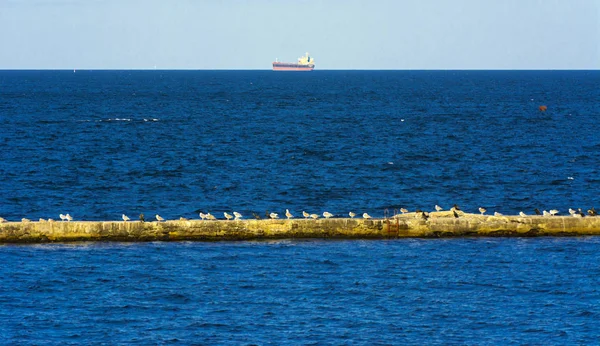 Gran Grupo Gaviotas Sienta Rompeolas Hormigón Contra Mar Azul — Foto de Stock