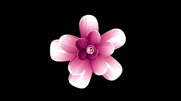 开花花插图孤立背景新质量美丽的节日自然花卉酷漂亮的4k股票图像 — 图库照片