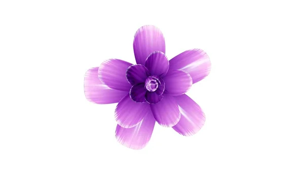 开花花插图孤立背景新质量美丽的节日自然花卉酷漂亮的4k股票图像 — 图库照片