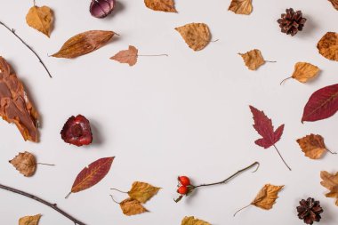 Metin düşen yapraklar ile sonbahar kompozisyon, beyaz zemin üzerine kuru bitkiler için daire yer. Üstten görünüm. Düz yatıyordu.