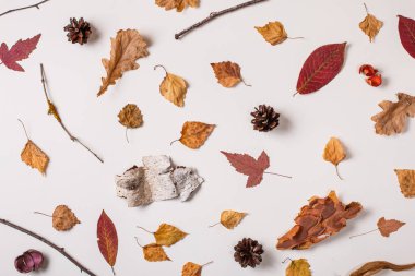 Beyaz arka plan, Fallen yaprakları, Kuru bitkiler, pinecones kuru izole bitkilerin sonbahar yaratıcı kümesi. Üstten görünüm. Düz yatıyordu.