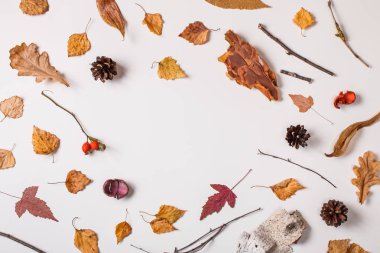 Kış arka plan: düşmüş yaprakları, Kuru bitkiler, pinecones beyaz daire alan merkezi ile. Üstten görünüm. Düz yatıyordu.