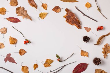 Sonbahar arka plan: izole düşen yapraklar, beyaz masa üzerinde kuru bitkiler. Metin için yer. Üstten görünüm. Düz yatıyordu.