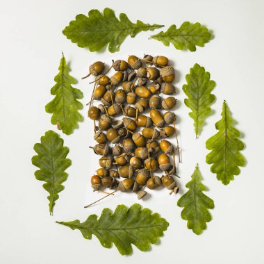 Meşe palamutları ve meşe yaprakları formu yaratıcı kare şekli. Kare biçimi. Üstten görünüm. Düz yatıyordu.