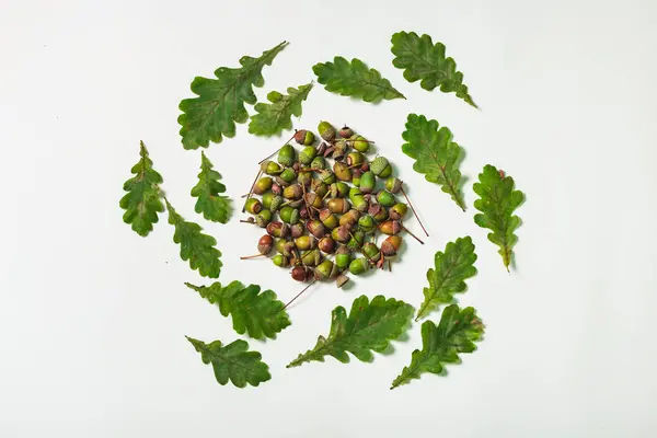Natural composition: isolated acorns and oak leaves form creative circle shape. Top view. Flat lay.