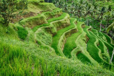 Huzurlu bir yer. Tayland pirinç tarlaları Panorama görünümünü
