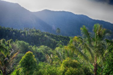Güzel manzara. Panorama Görünümü güzel bir tropik ormanın Tayland