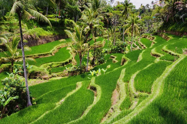 Rice terrace in the middle of jungle