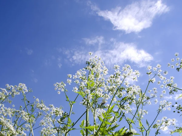 field flowers, white flowers on sky background