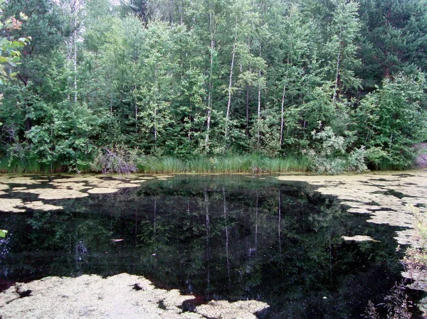 Reisen Natur Landschaft Sommer Teich Bäume — Stockfoto