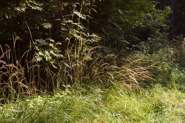 Χόρτα Γρασίδι Θάμνοι Φυτά Καλοκαίρι Φύση Ήλιος Φως Ομορφιά Δάσος — Φωτογραφία Αρχείου
