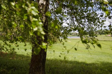 Doğa, yaz, ağaçlar, çimenler, yeşil, yeşil, gök, mavi, bulutlar, kırsal, peyzaj, arka plan, ekran koruyucu, huş ağacı, yaprak, yeşillik, yakın çekim