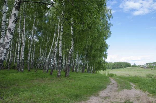 Natur Sommar Träd Gräs Grönska Grön Sky Blå Moln Road — Stockfoto