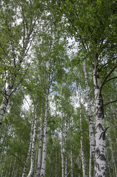 Příroda Léto Stromy Tráva Zeleň Zelená Obloha Modrá Mraky Venkově — Stock fotografie