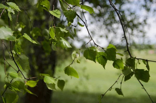 Natuur Zomer Bomen Gras Groen Groen Hemel Blauw Wolken Landelijke — Stockfoto