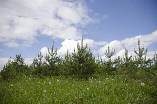 Pines Small Young Needles Greens Grass Field Sky Clouds Nature — Stock Photo, Image