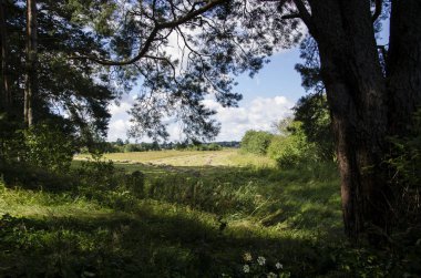 ağaç, taç, yeşillik, gövde, gökyüzü, bulutlar, çimen, yeşil, yeşil, takas, yaz, yürüyüş, turizm