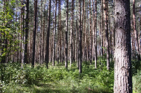 Pine Bos Gebladerte Kofferbak Tall Gras Groen Zon Licht Stralen — Stockfoto