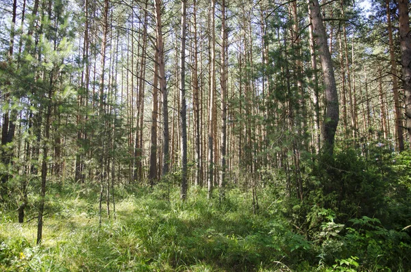 Borovice Lesní Listoví Kufr Vysoký Tráva Zelená Slunce Světlo Paprsky — Stock fotografie