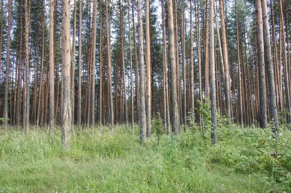 Fenyő Erdei Lombozat Törzs Magas Zöld Nap Fény Sugárzás Nyári — Stock Fotó