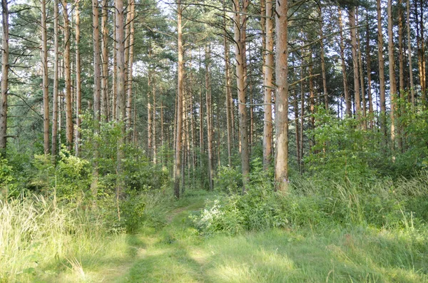 Pino Bosque Follaje Tronco Alto Hierba Verde Sol Luz Rayos — Foto de Stock