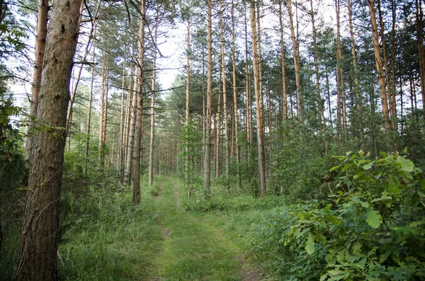 Walk Summer Forest — Fotografia de Stock