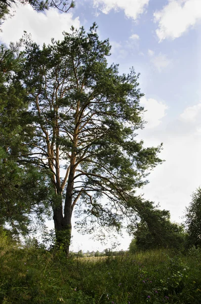 Baum Gegen Den Himmel — Stockfoto