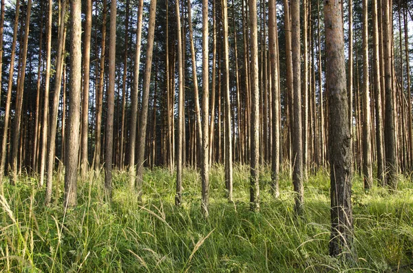 Pino Bosque Follaje Tronco Alto Hierba Verde Sol Luz Rayos — Foto de Stock