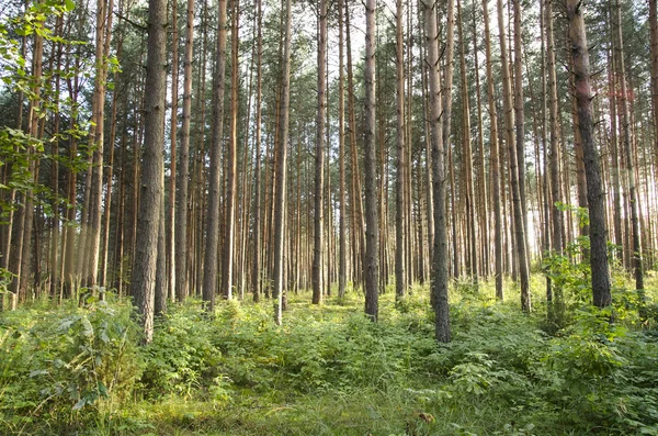 Caminar Por Bosque Verano — Foto de Stock