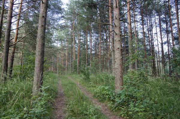 Walk Summer Forest Foto Stock