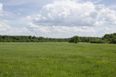 bir alanı ağacında