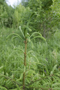 yeşil, Doğa, çim, bahar, çiçek, ağaç, yaz, makro, çayır, Bahçe, büyüme, dal, yaprak, flora, portre, bud, alan, doğal, sezon, güzel, yakın çekim