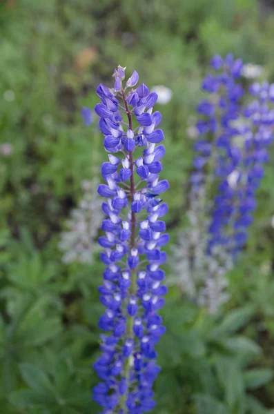 Bloem Paars Natuur Bloemen Veld Tuin Zomer Violet Lente Groen — Stockfoto