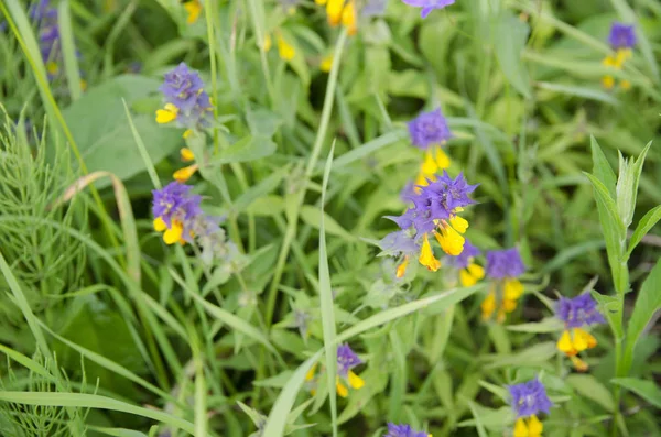 Flor Naturaleza Flores Verano Púrpura Jardín Primavera Campo Verde Flor — Foto de Stock