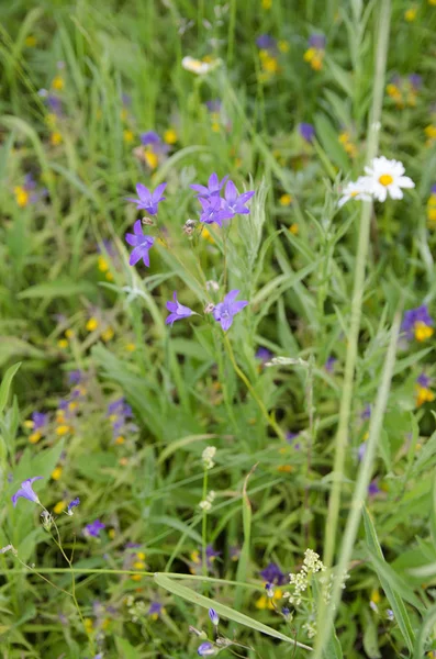 Blume Natur Blumen Sommer Feld Grün Frühling Gras Wiese Garten — Stockfoto