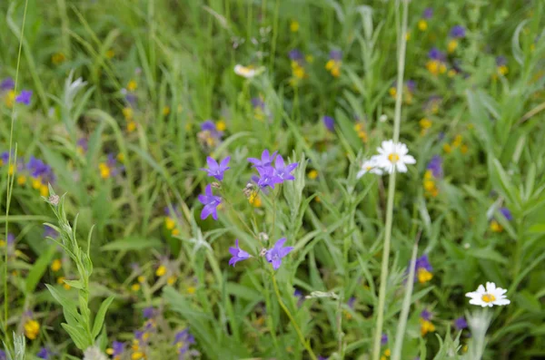 Blume Natur Blumen Sommer Feld Grün Frühling Gras Wiese Garten — Stockfoto